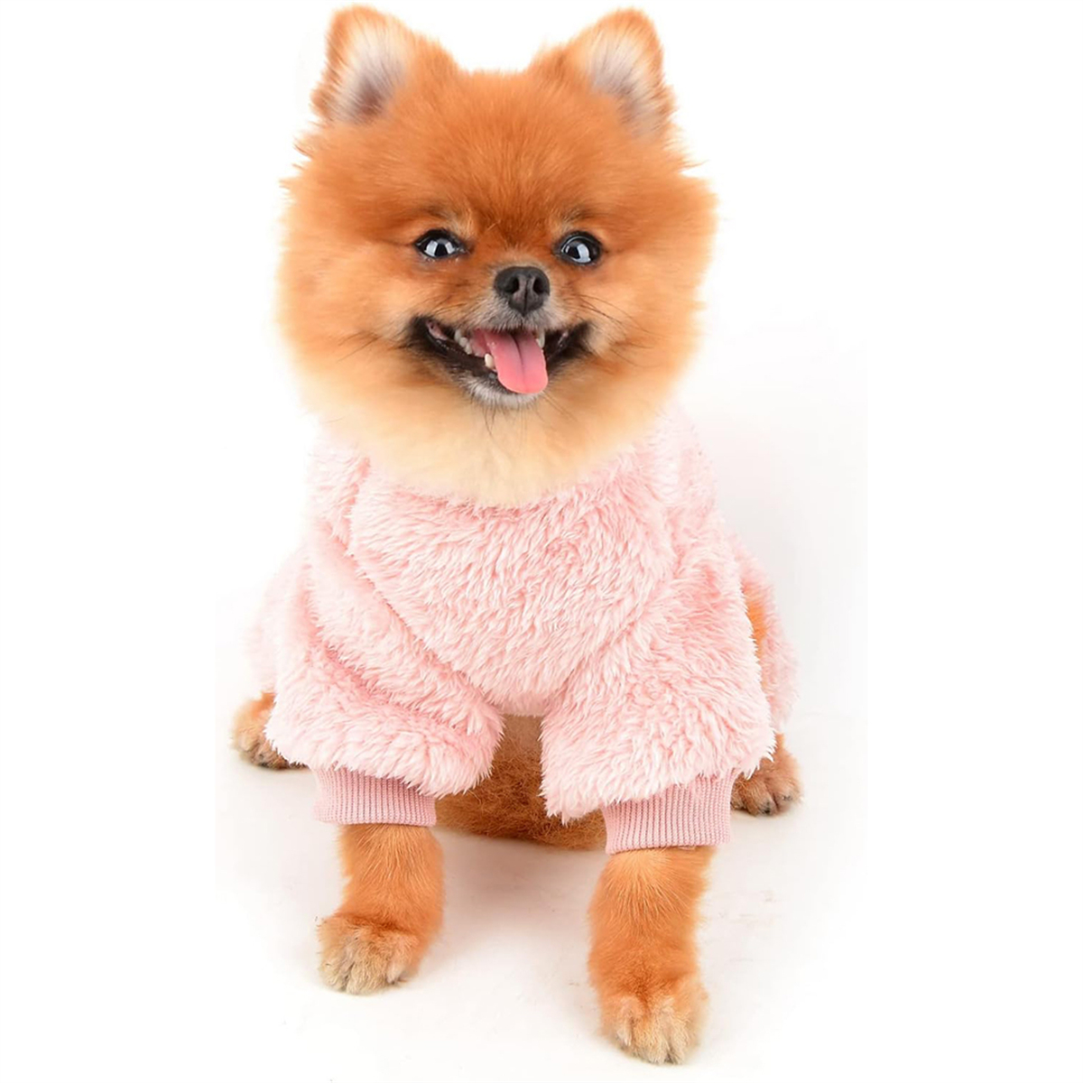 Ein Zwergspitz mit einem rosa flauschigen Pullover, der auf weißem Hintergrund in die Kamera schaut.