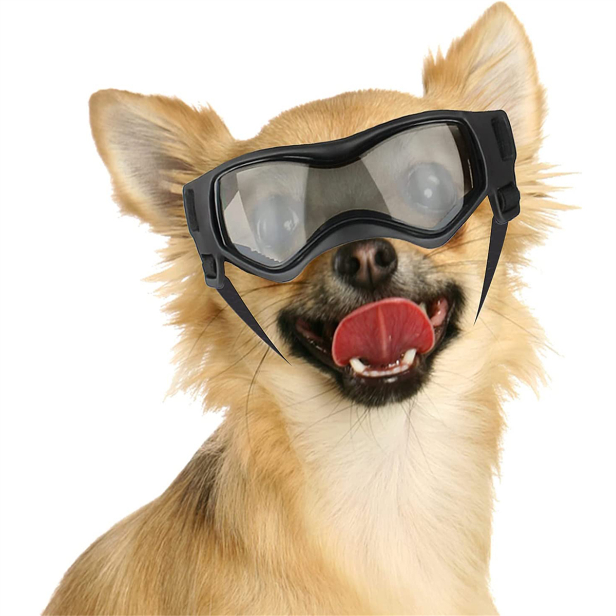 Kleiner Hund mit Brille, lächelt mit Zunge raus.