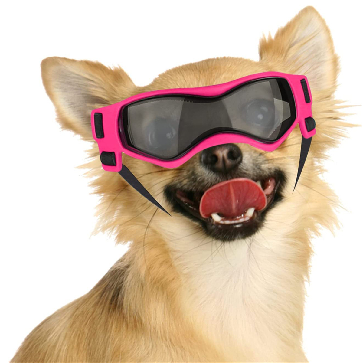 Ein kleiner, beiger Hund mit rosa Brille, Zunge draußen.