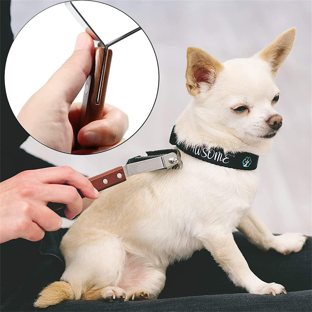 Hundefriseur mit Werkzeug, kleiner weißer Hund mit 'Awesome'-Halsband.