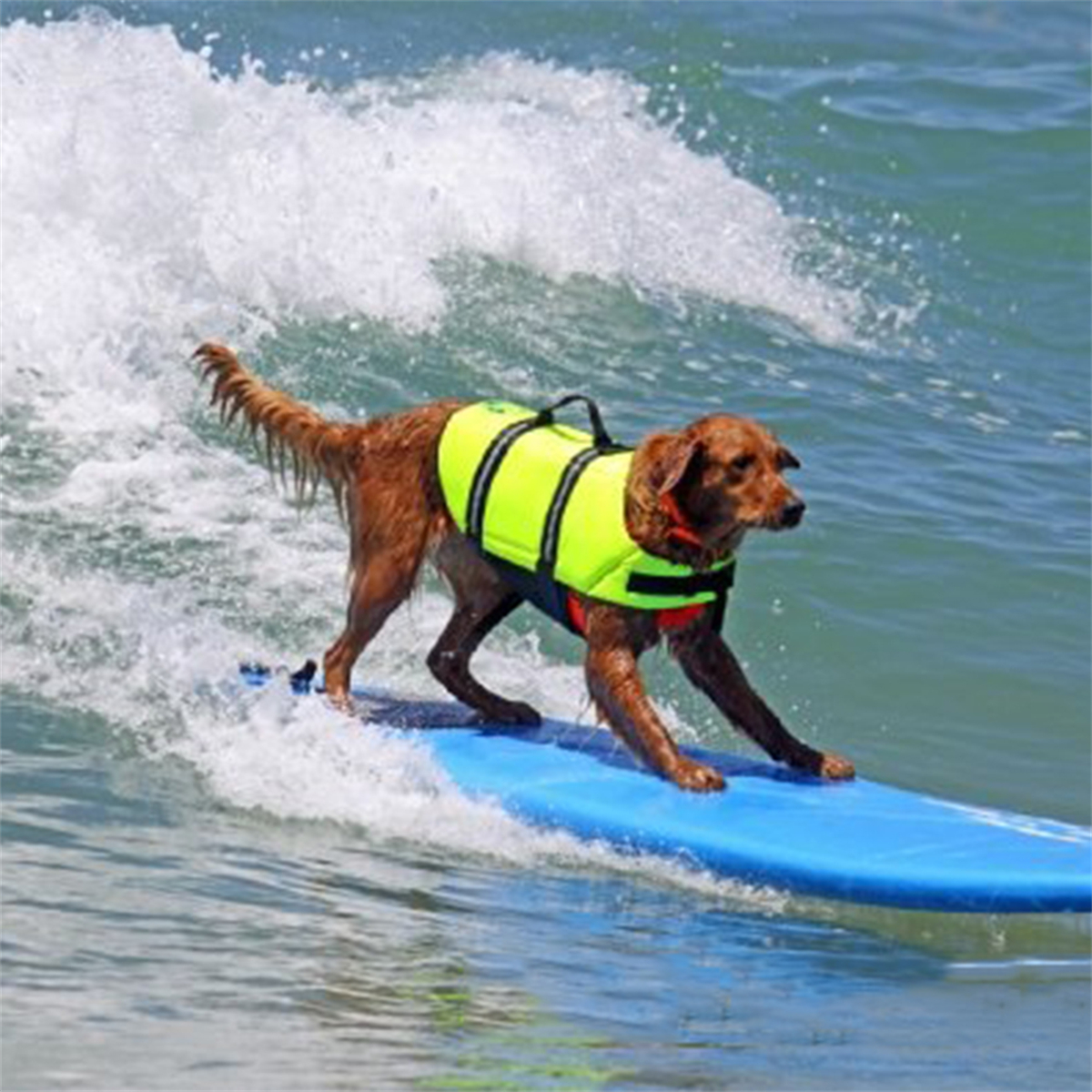 Ein Golden Retriever surft auf einem blauen Surfbrett im Ozean und trägt eine Schwimmweste.