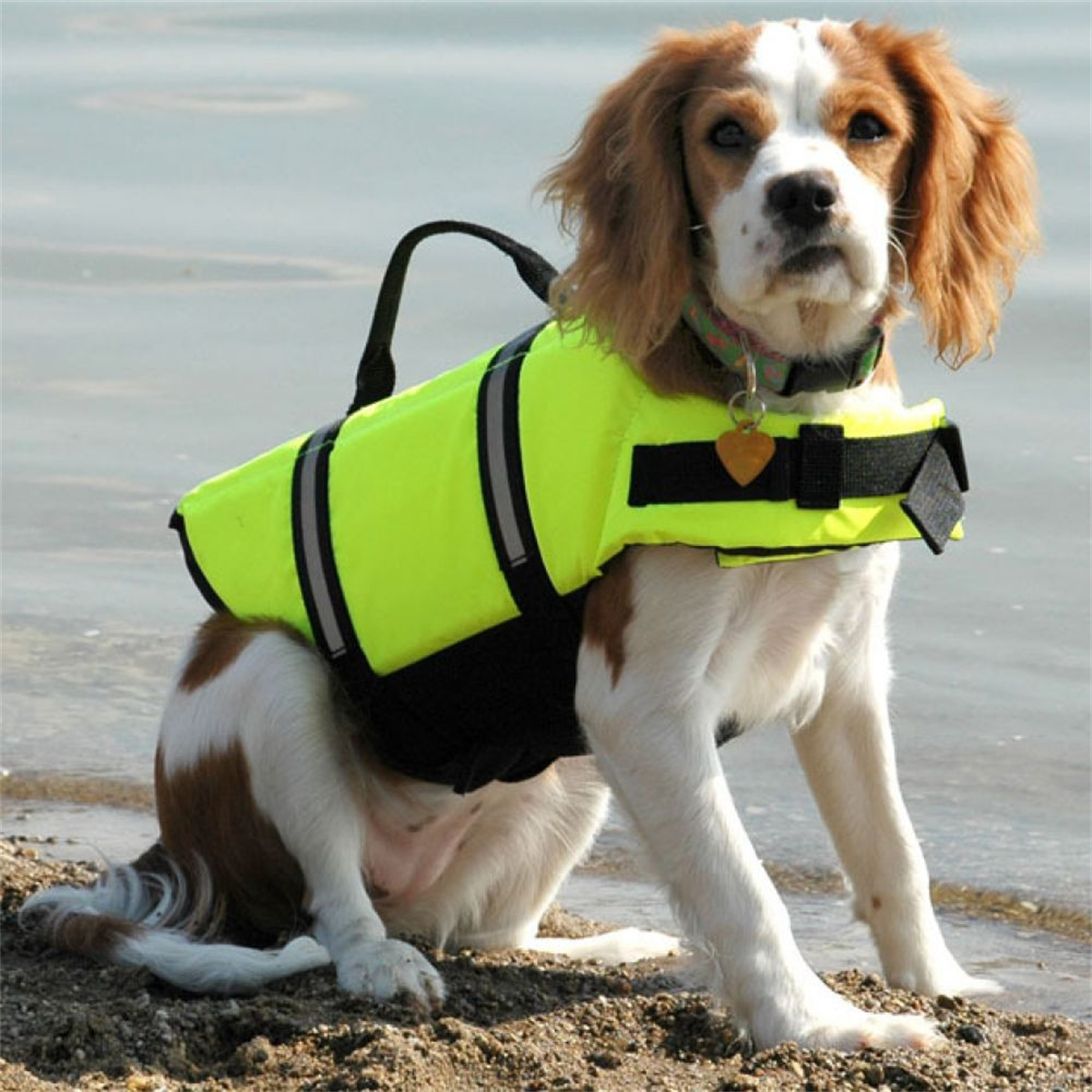 Cavalier King Charles Spaniel in gelber Schwimmweste am Strand. Wasser im Hintergrund.