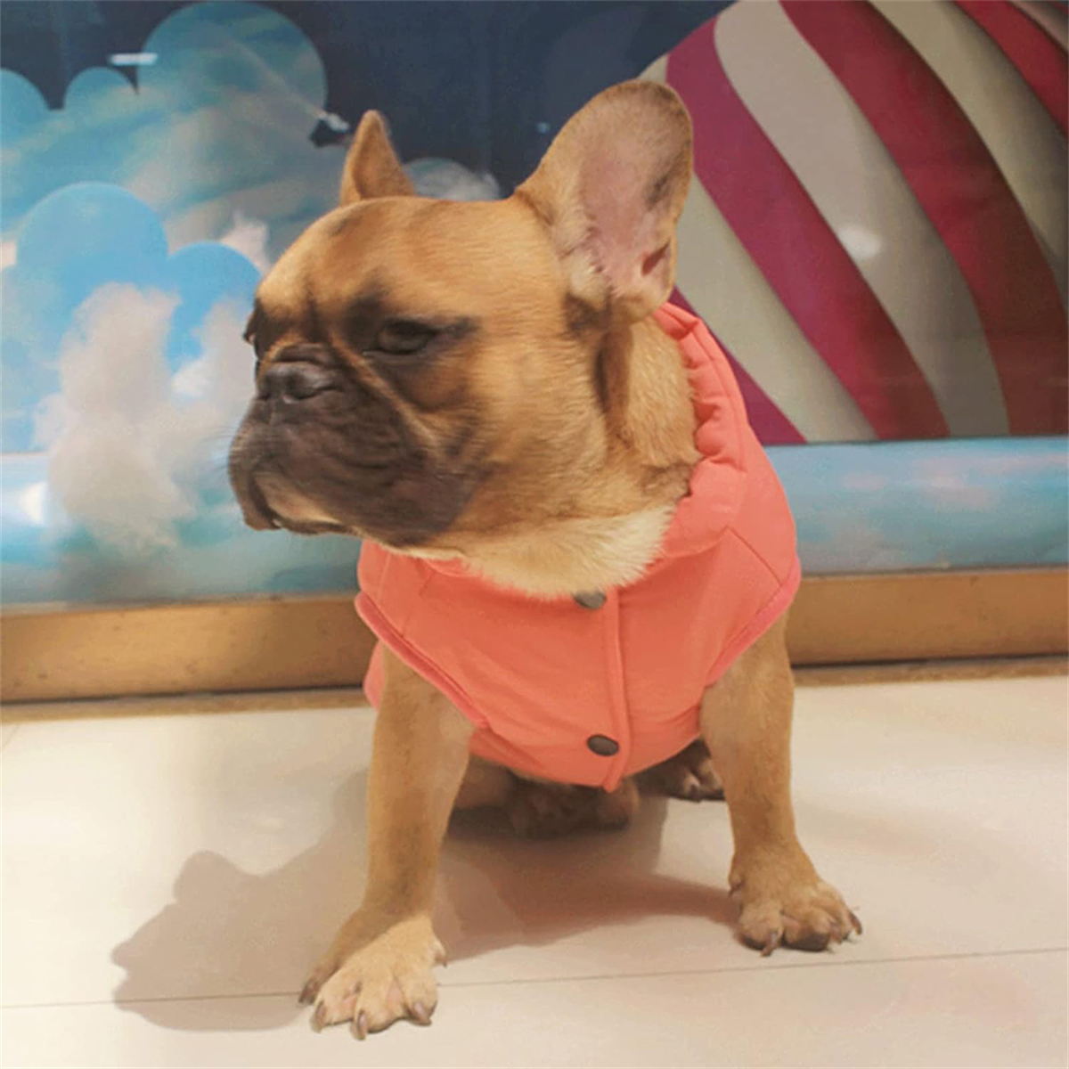 Eine französische Bulldogge mit einer rosa Jacke, die sitzt und nach links schaut. Die Jacke hat Knöpfe.
