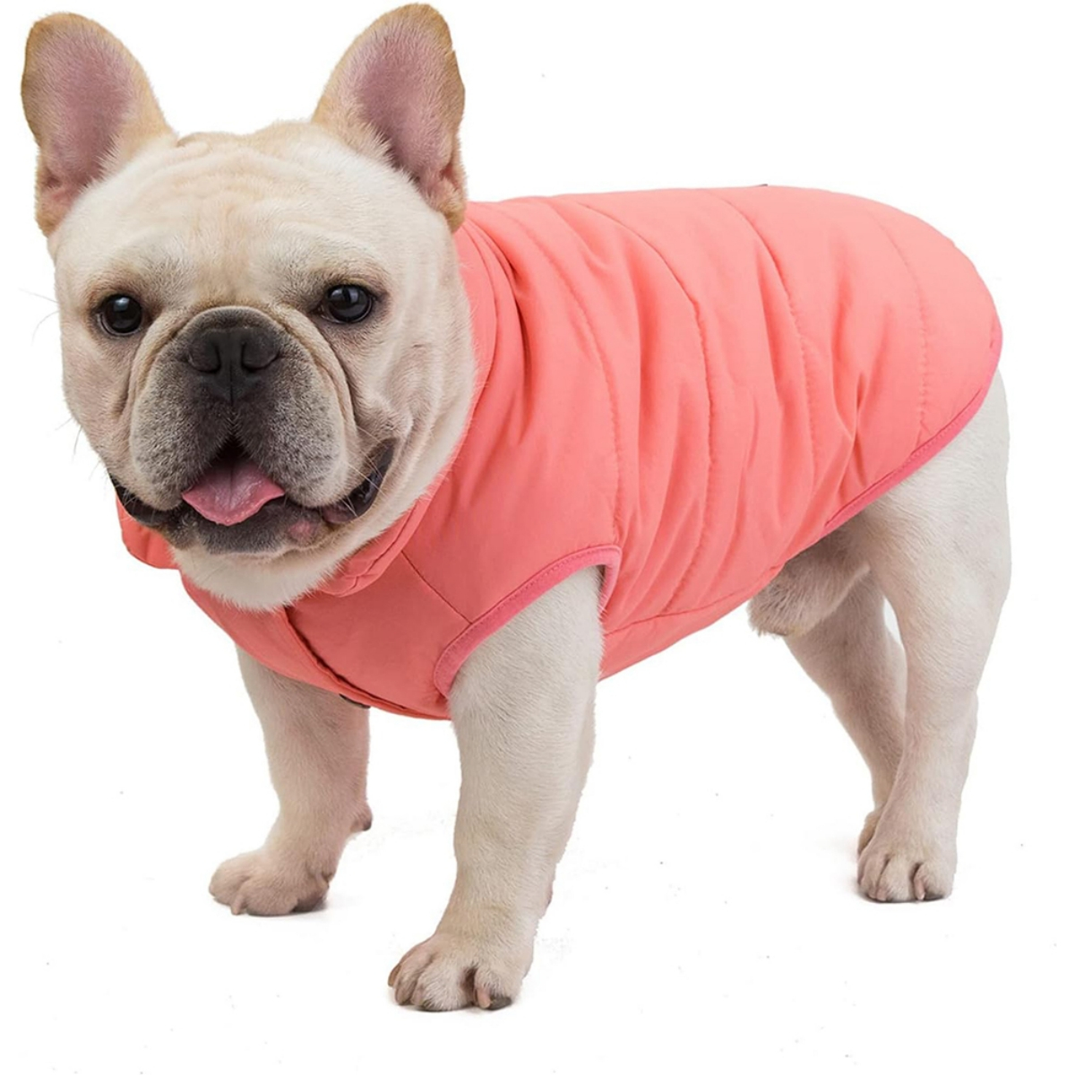 Beige französische Bulldogge mit pinker Hundejacke, stehend und in die Kamera schauend.