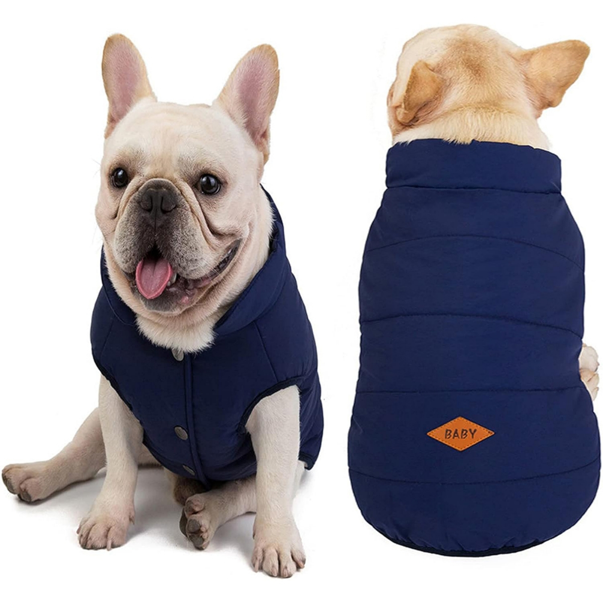 Französische Bulldogge mit blauer Steppjacke, fröhlicher Ausdruck, Blick in die Kamera.