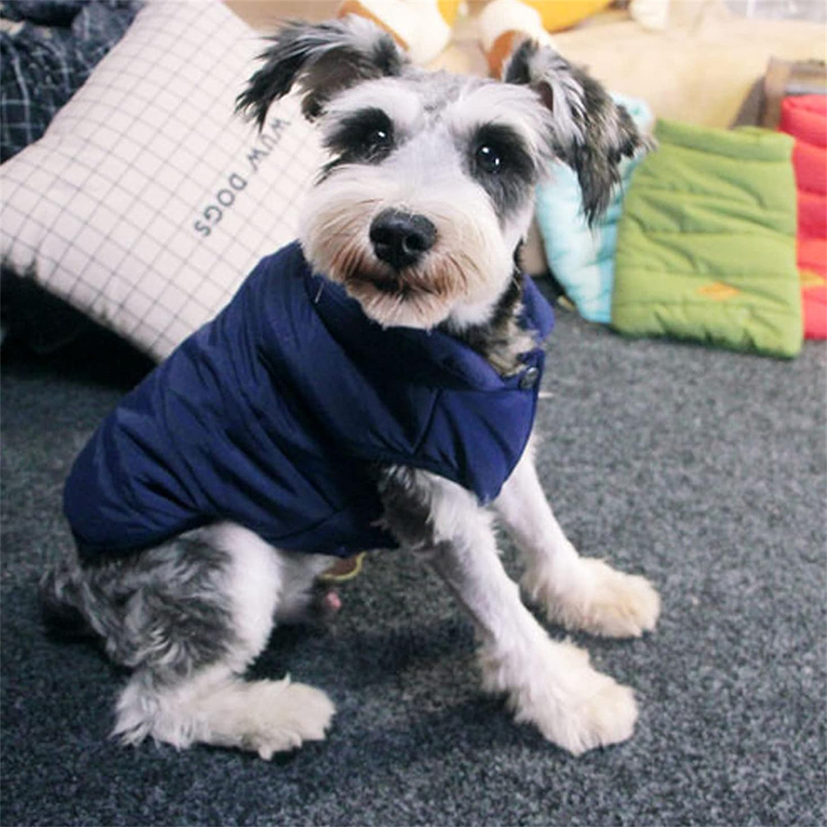 Ein Schnauzer-Hund mit blauer Weste, sitzt auf grauem Teppich.