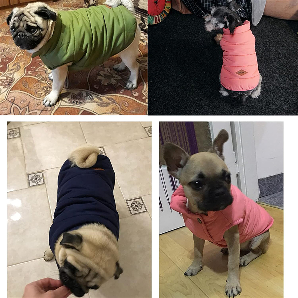 Vier Hunde in Jacken. Grüne, rosa und blaue Jacken werden in verschiedenen Bildern gezeigt.