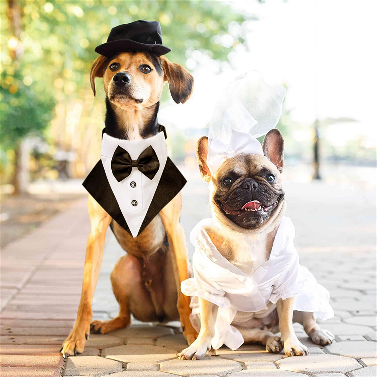 Zwei Hunde in Hochzeitskleidung. Einer trägt einen Smoking, der andere ein Kleid und einen Schleier.