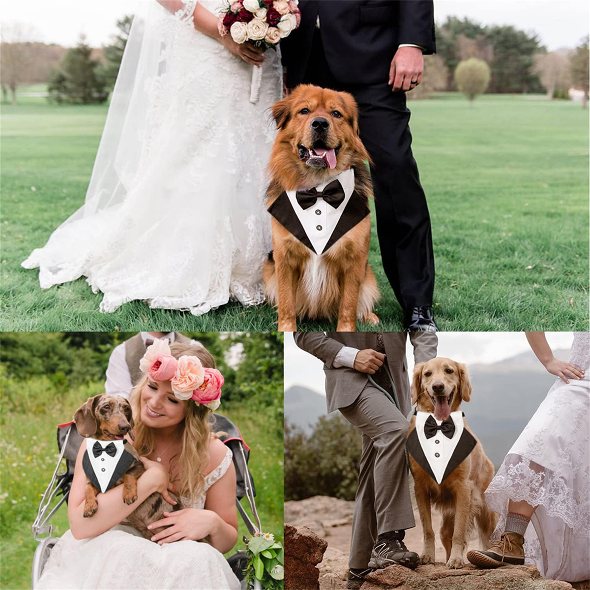 Hunde mit Smokings auf einer Hochzeit. Es gibt mehrere Fotos von Hunden mit Fliegen.