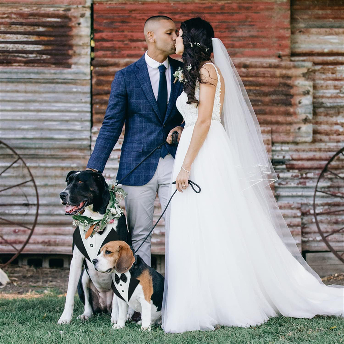 Hochzeitsszene: küssendes Paar, zwei Hunde im Smoking. Scheunen-Hintergrund, grünes Gras. Hochzeitstag.