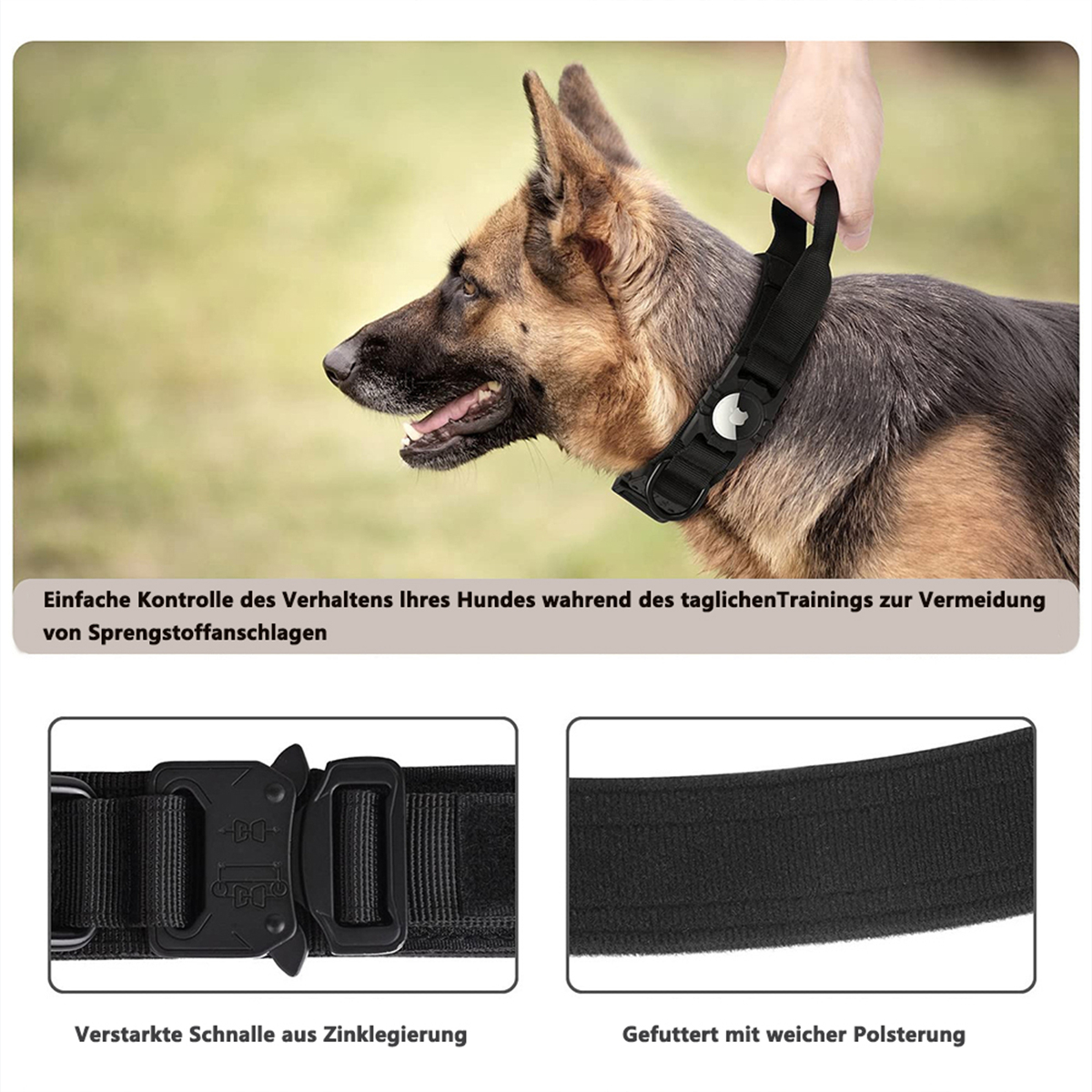 Hund mit Halsband und schwarzer Schnalle. Text zu Hundetraining und Sicherheit.