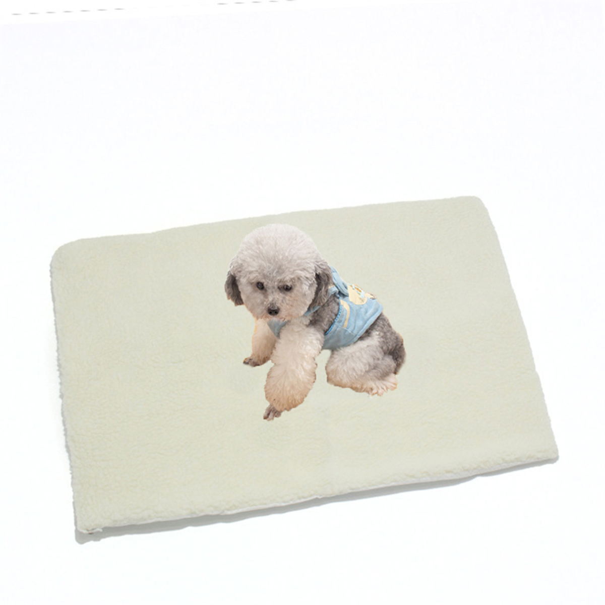 Ein kleiner Hund in einer blauen Jacke sitzt auf einer flauschigen cremefarbenen Matte.