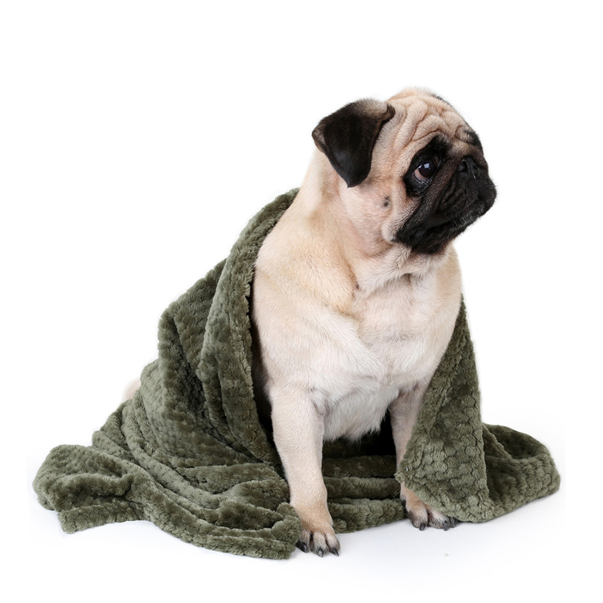 Mops, eingewickelt in eine grüne Decke, blickt zur Seite auf weißem Hintergrund.