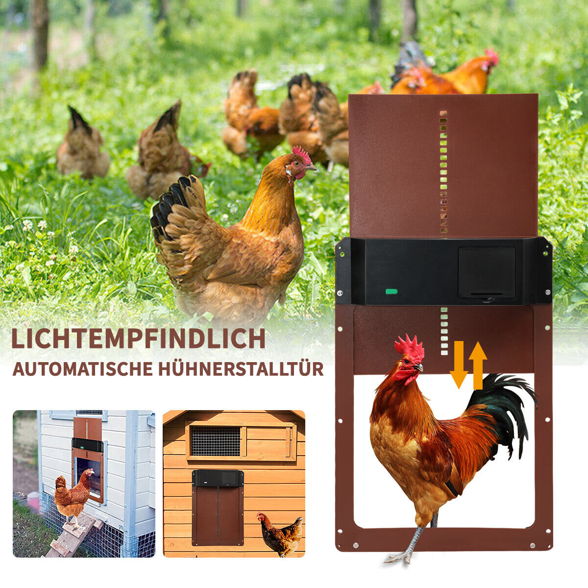Hühnerstall mit einer automatischen Tür. Hühner und ein Hahn sind sichtbar.