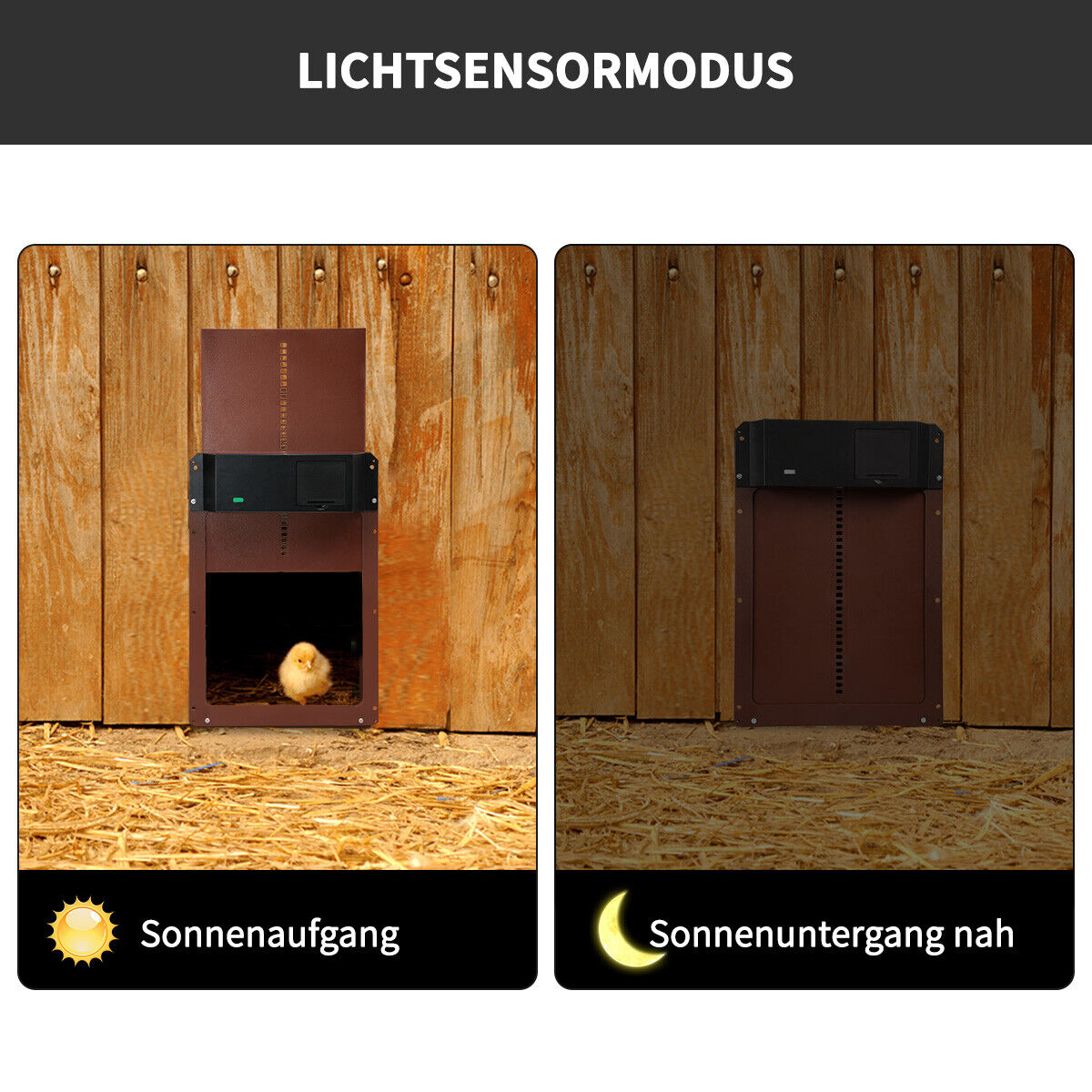 Zwei Bilder, die eine Hühnerstalltür zeigen. Eines bei Sonnenaufgang, eines bei Sonnenuntergang, mit deutschem Text.