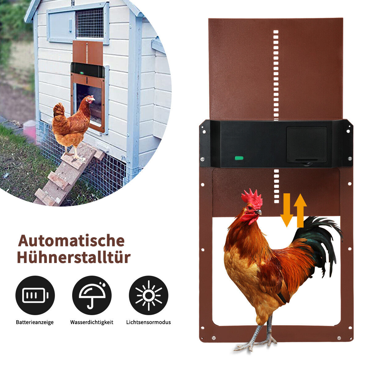 Hühnerstall mit brauner Tür und Huhn. Ein Hahn steht in der Nähe einer braunen Tür mit Pfeilen.