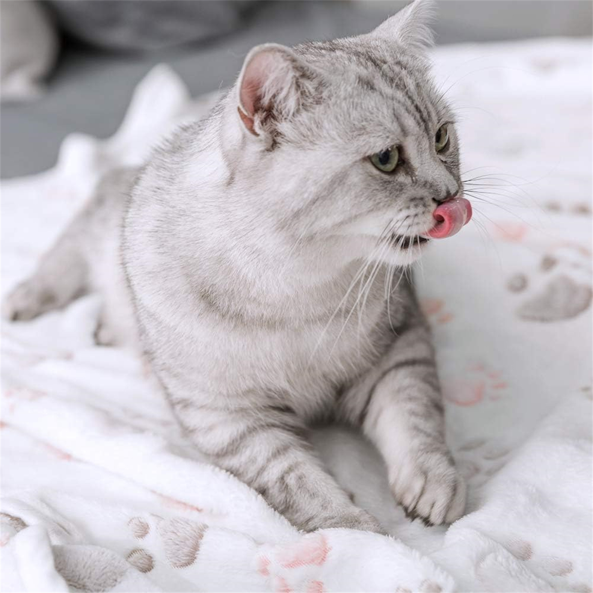 Eine graue Katze liegt auf einer weißen Decke mit Pfotenabdrücken und leckt sich die Lippen. Zunge ist sichtbar.