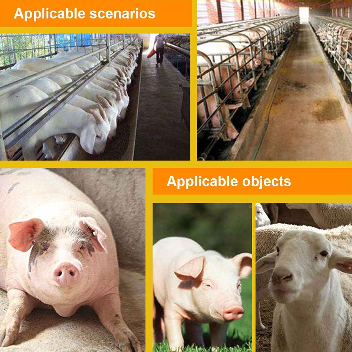 Collage von Schweinen in Gehegen, Nahaufnahme eines Schweinegesichts und eines Schafs.