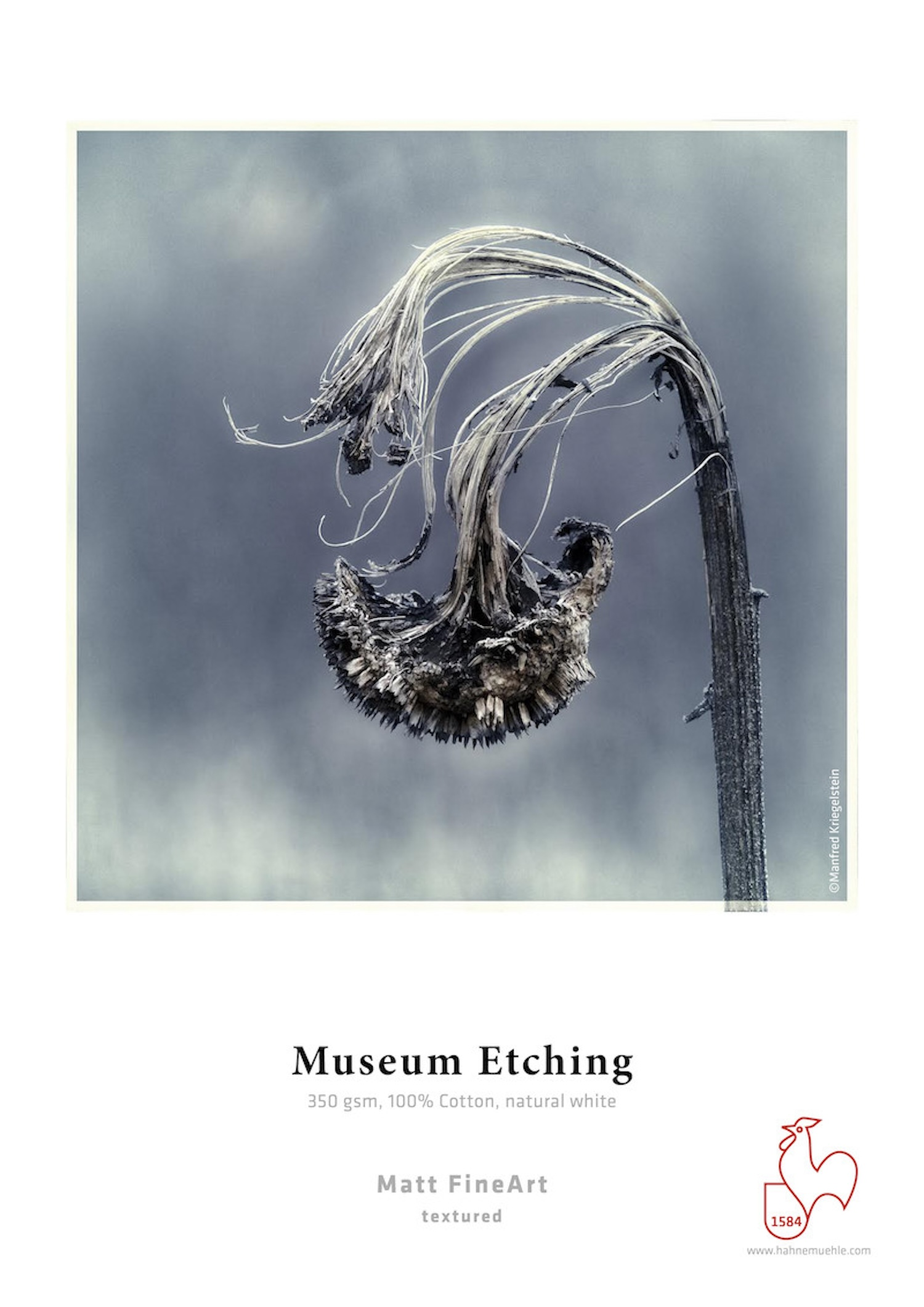 Eine getrocknete Blume mit Text über Museumsgravur.