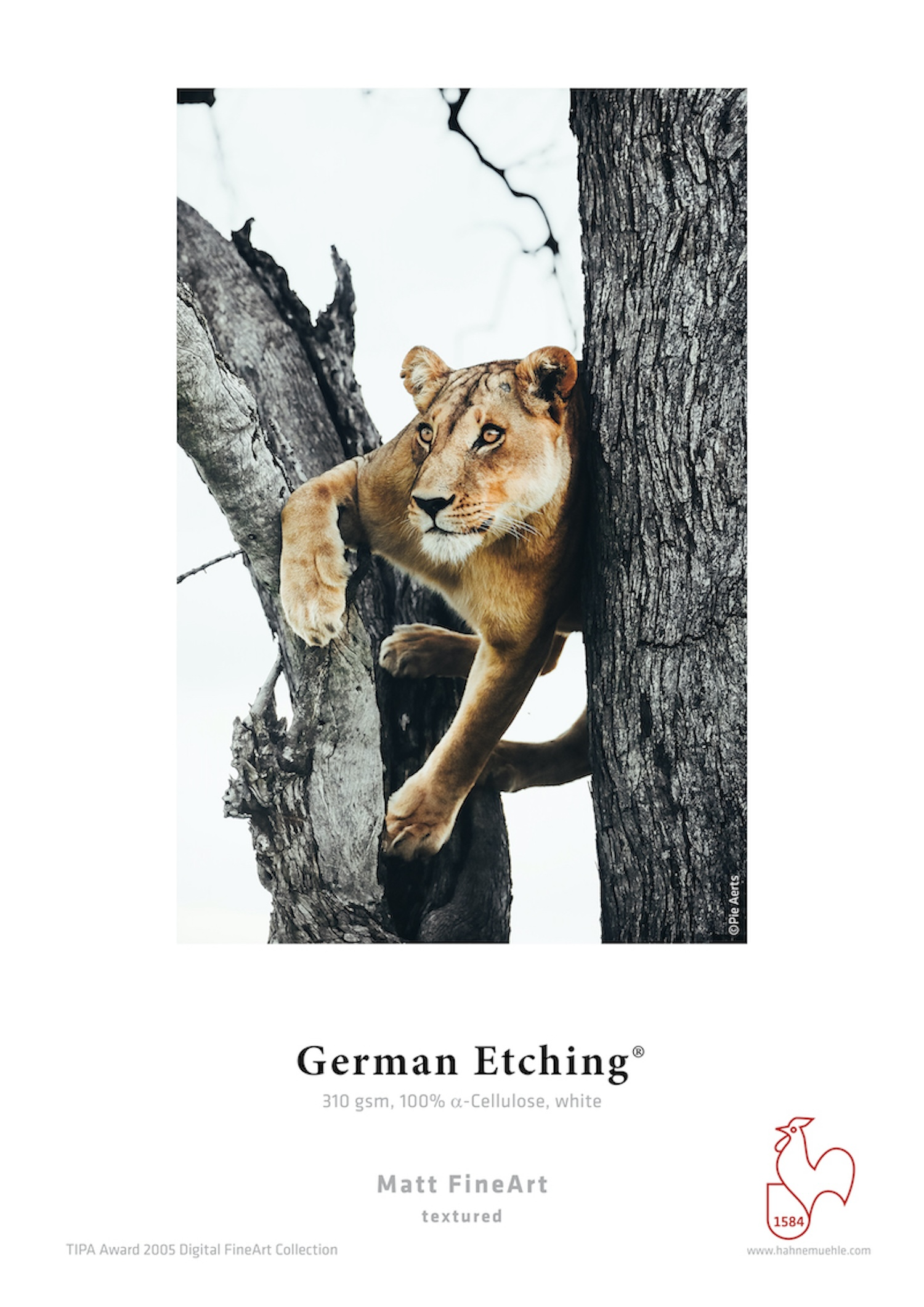 Löwin im Baum. Dunkler Stamm und Äste, mit weißem Hintergrund. Text am unteren Rand.