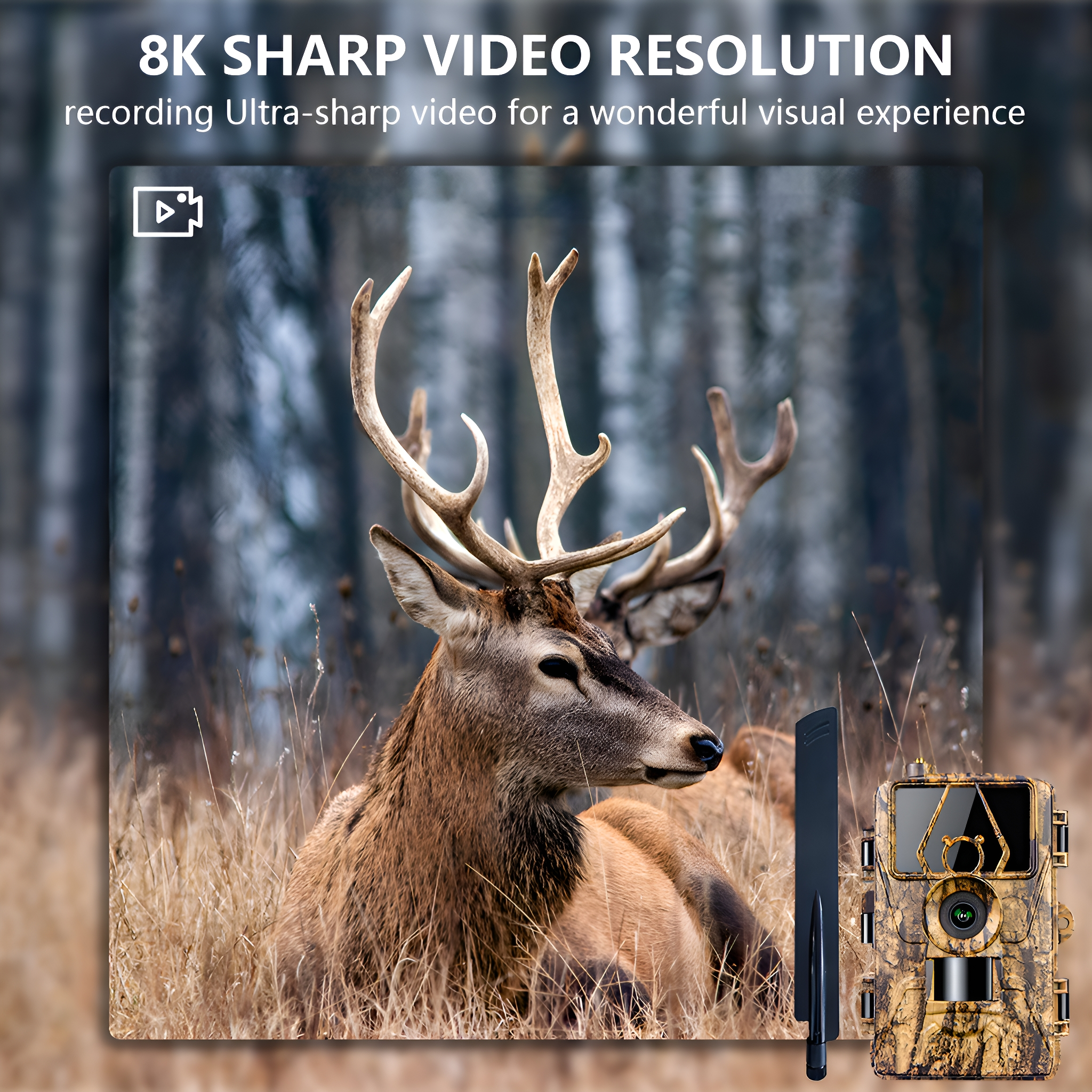 Ein Hirsch mit großem Geweih im Wald. Eine Kamera in der unteren rechten Ecke mit 8K Videoauflösung.