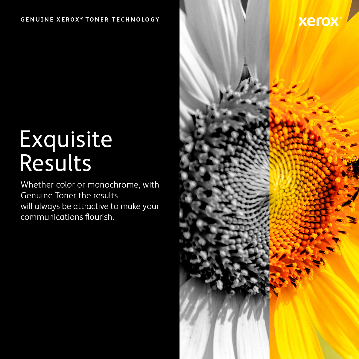 Reklama tonera Xerox, czarno-białe i żółte słoneczniki, tekst po lewej stronie.