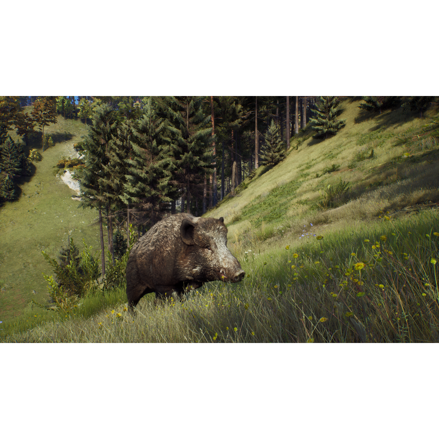 Ein Wildschwein in einer grasbewachsenen Gegend. Bäume sind im Hintergrund. Die Szene ist in einem Wald.