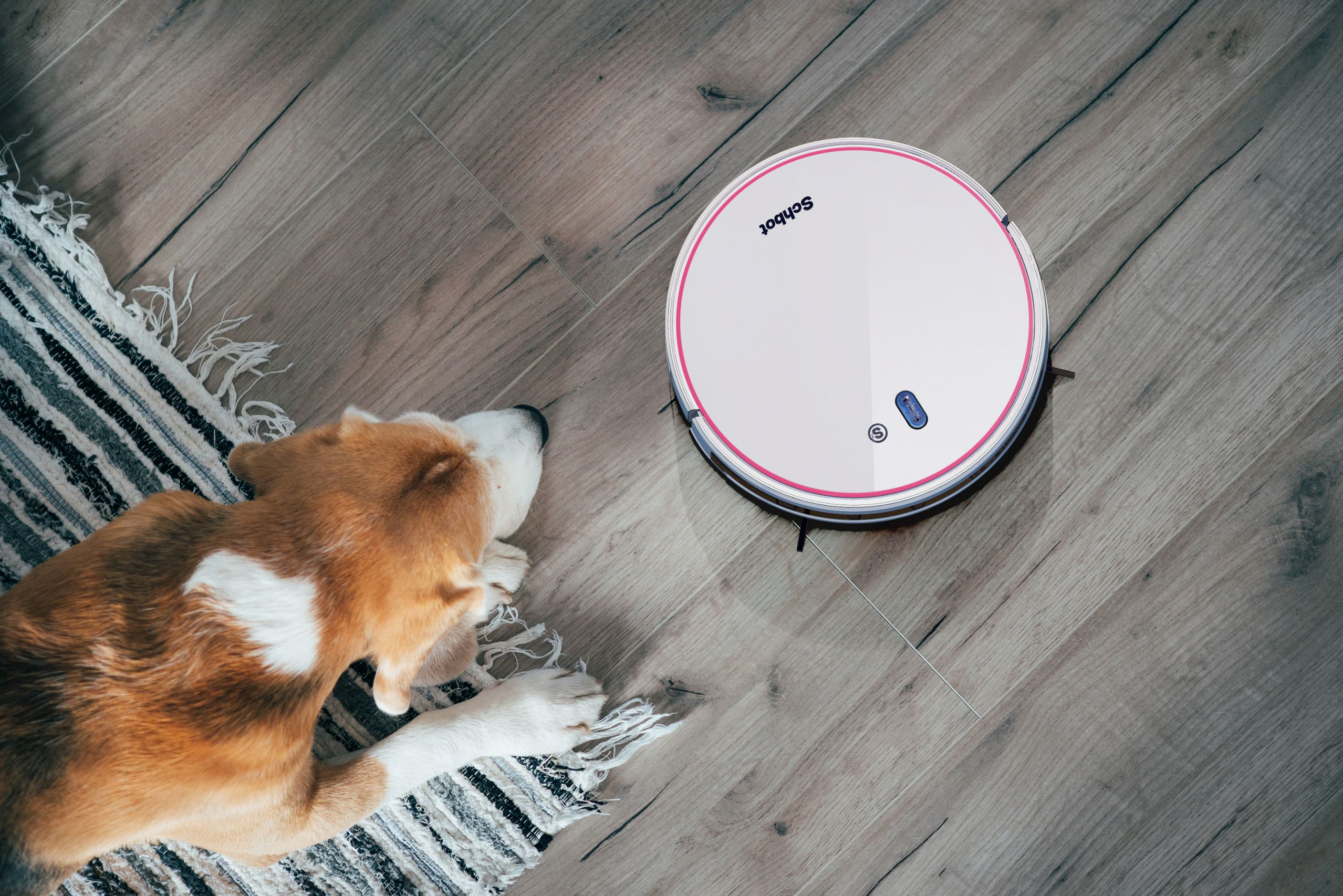 Hund liegt auf einem Teppich neben einem Roboter-Staubsauger auf einem Hartholzboden.