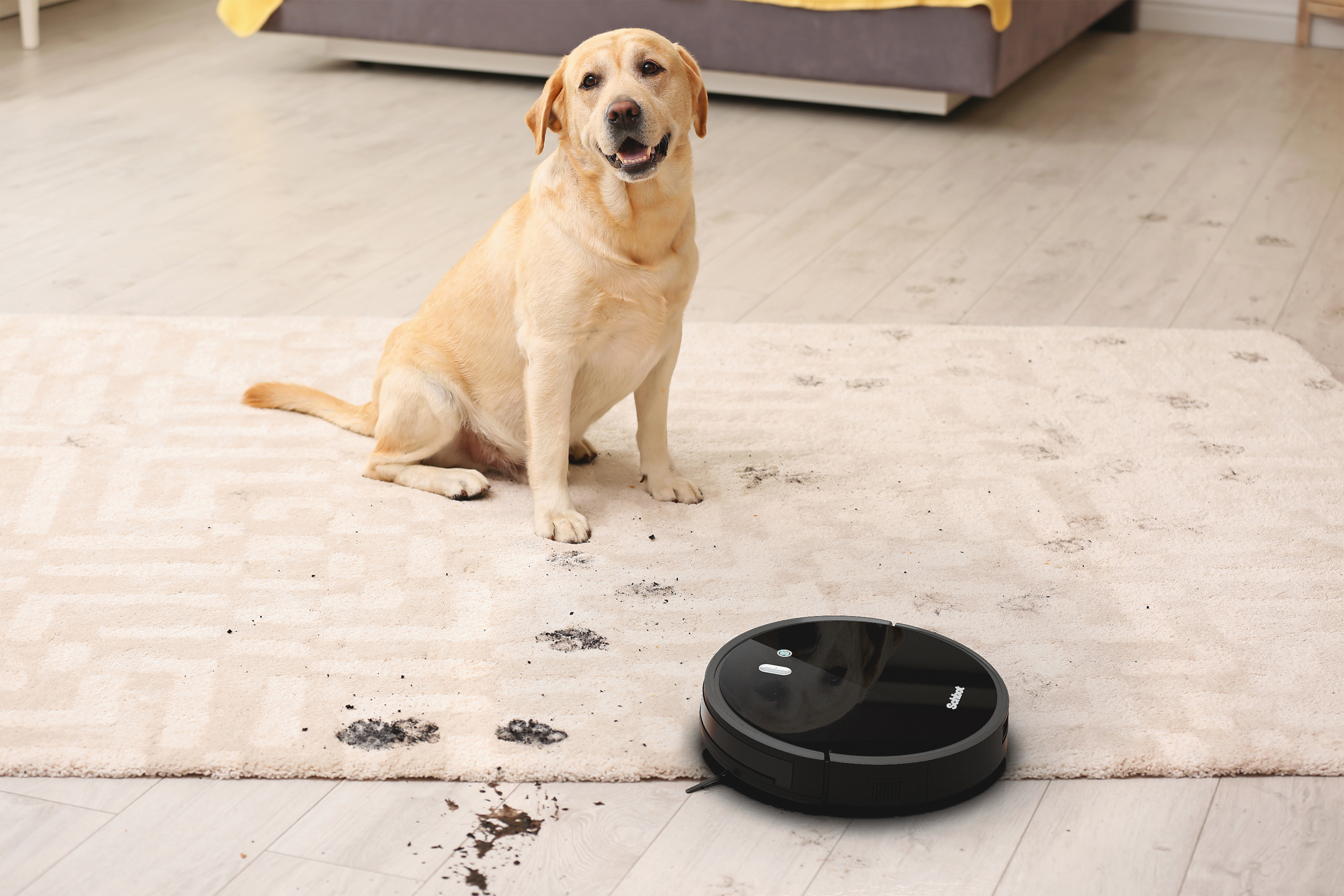 Ein Hund beobachtet einen Roboter-Staubsauger auf einem Teppich mit schlammigen Pfotenabdrücken.