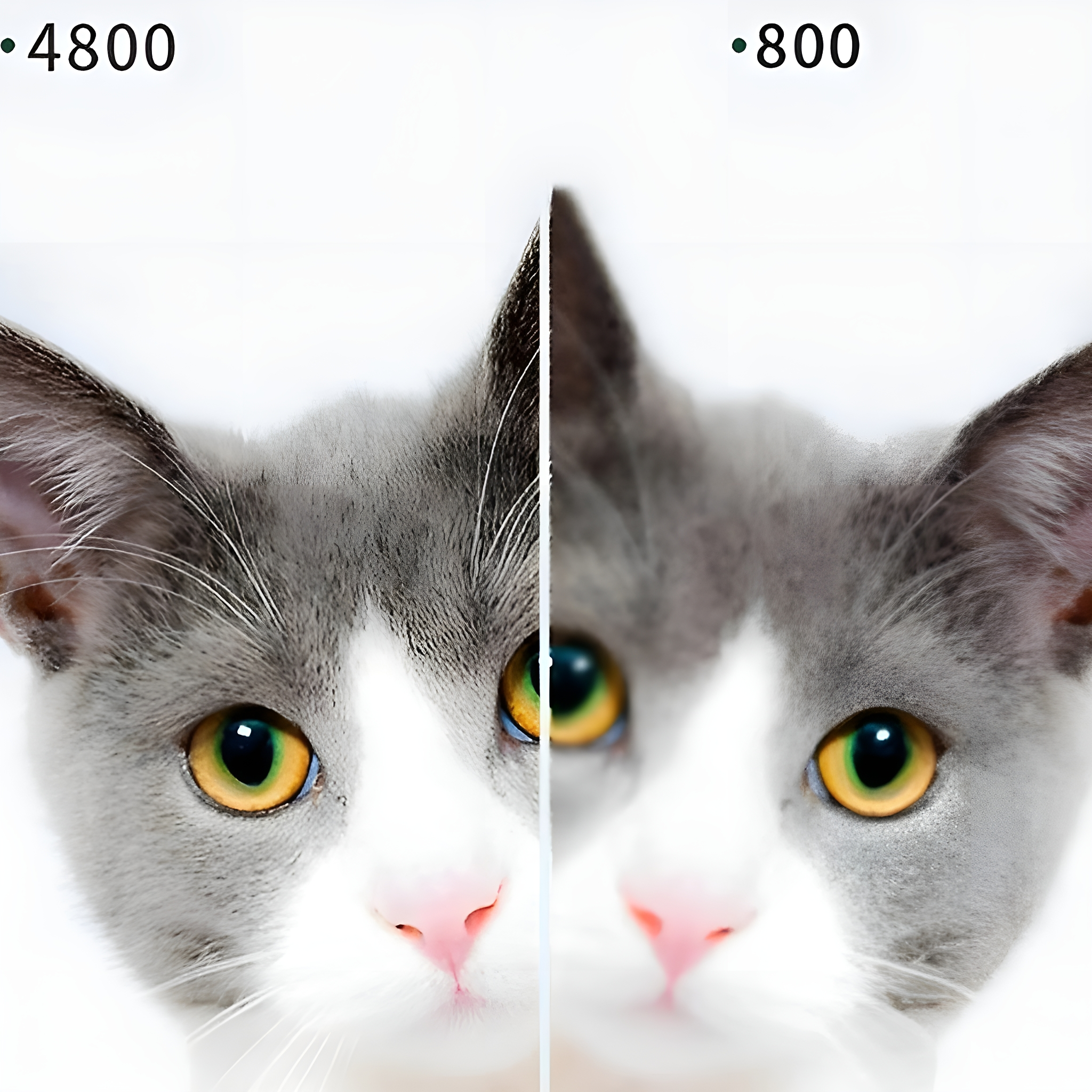 Zwei Katzenköpfe, einer unscharf bei 4800, der andere bei 800, gelbe Augen.
