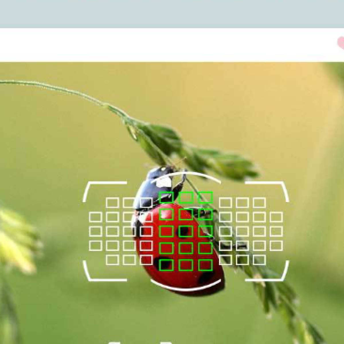 Biedronka na zielonej roślinie, z ramką ostrości wokół niej.