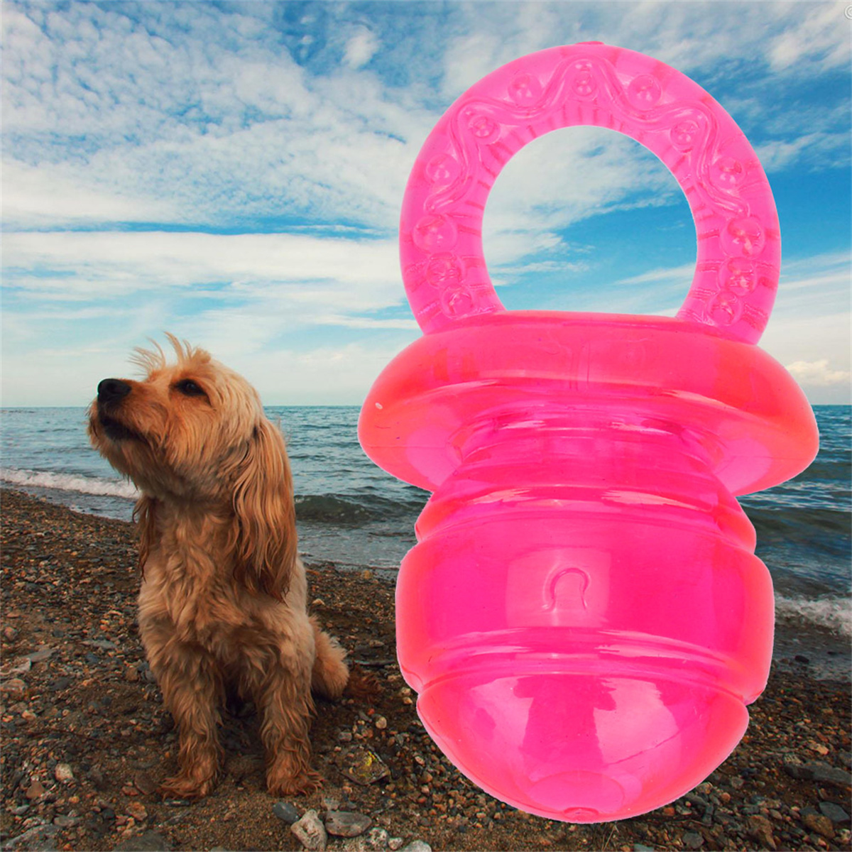 Hund blickt auf rosa Beißspielzeug am Meer.
