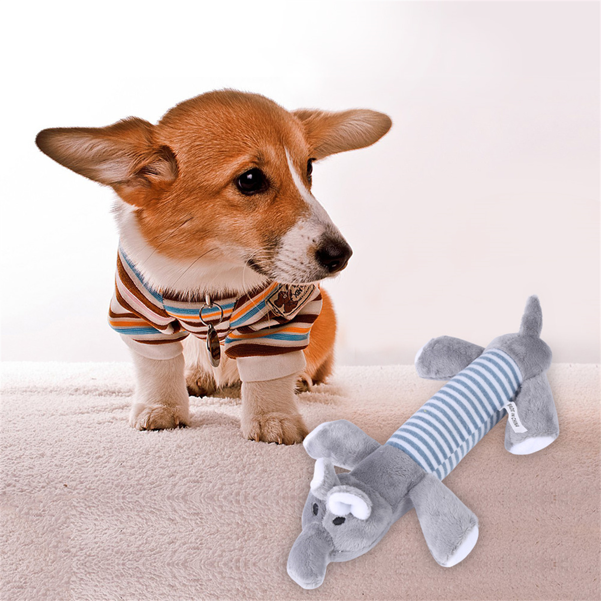 Corgi-Welpe in gestreiftem Hemd, der ein grau-blau gestreiftes Spielzeug ansieht.