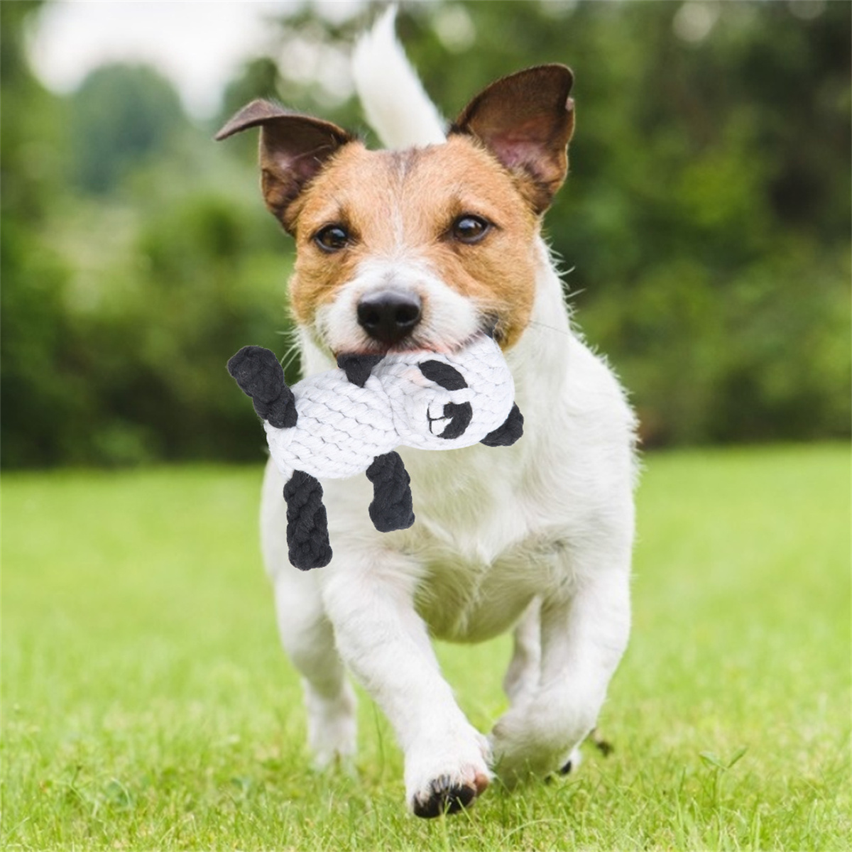 Ein Jack Russell Terrier rennt mit einem Pandaspielzeug im Maul auf die Kamera zu.
