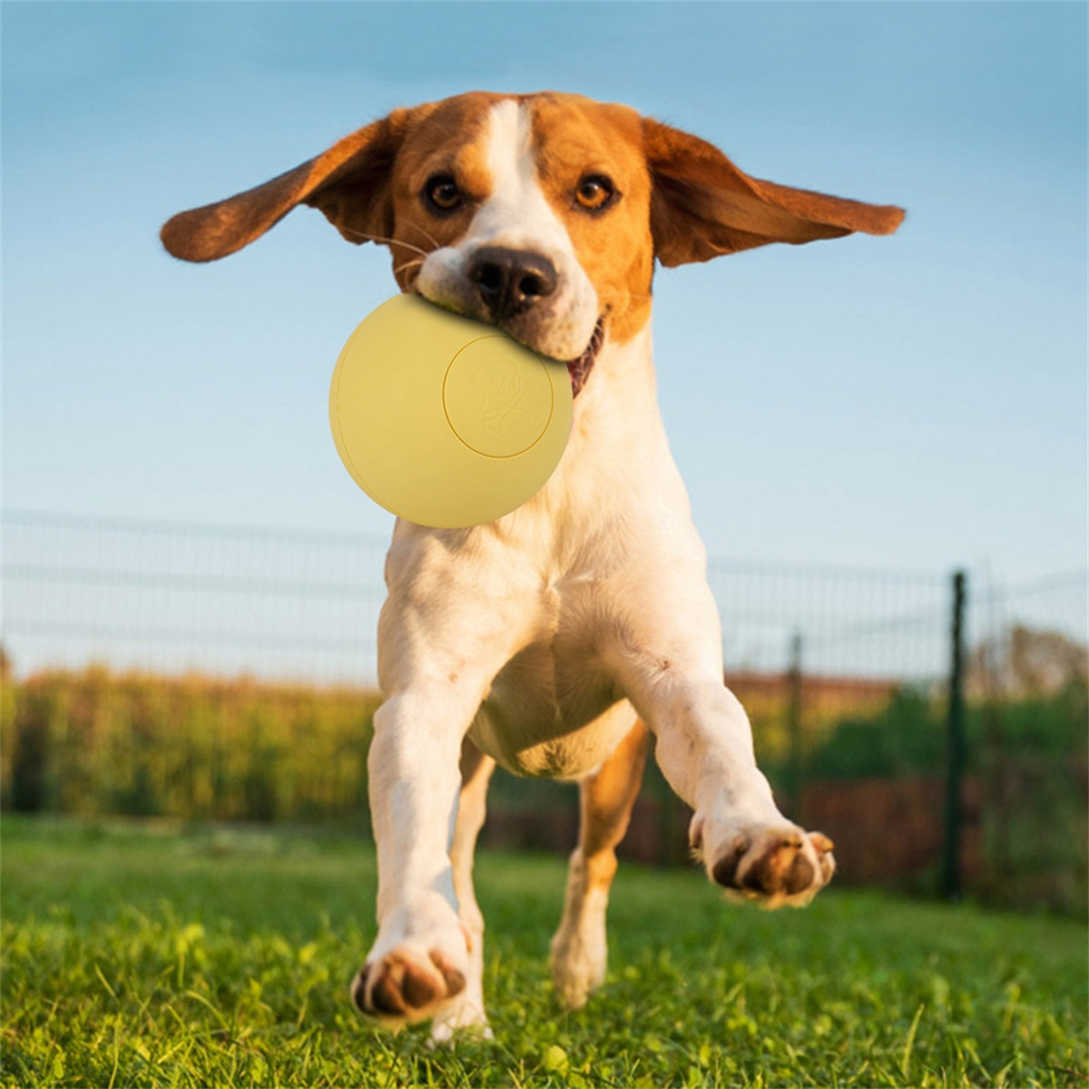 Ein Beagle-Hund rennt und springt mit einem gelben Ball im Maul, draußen an einem sonnigen Tag.