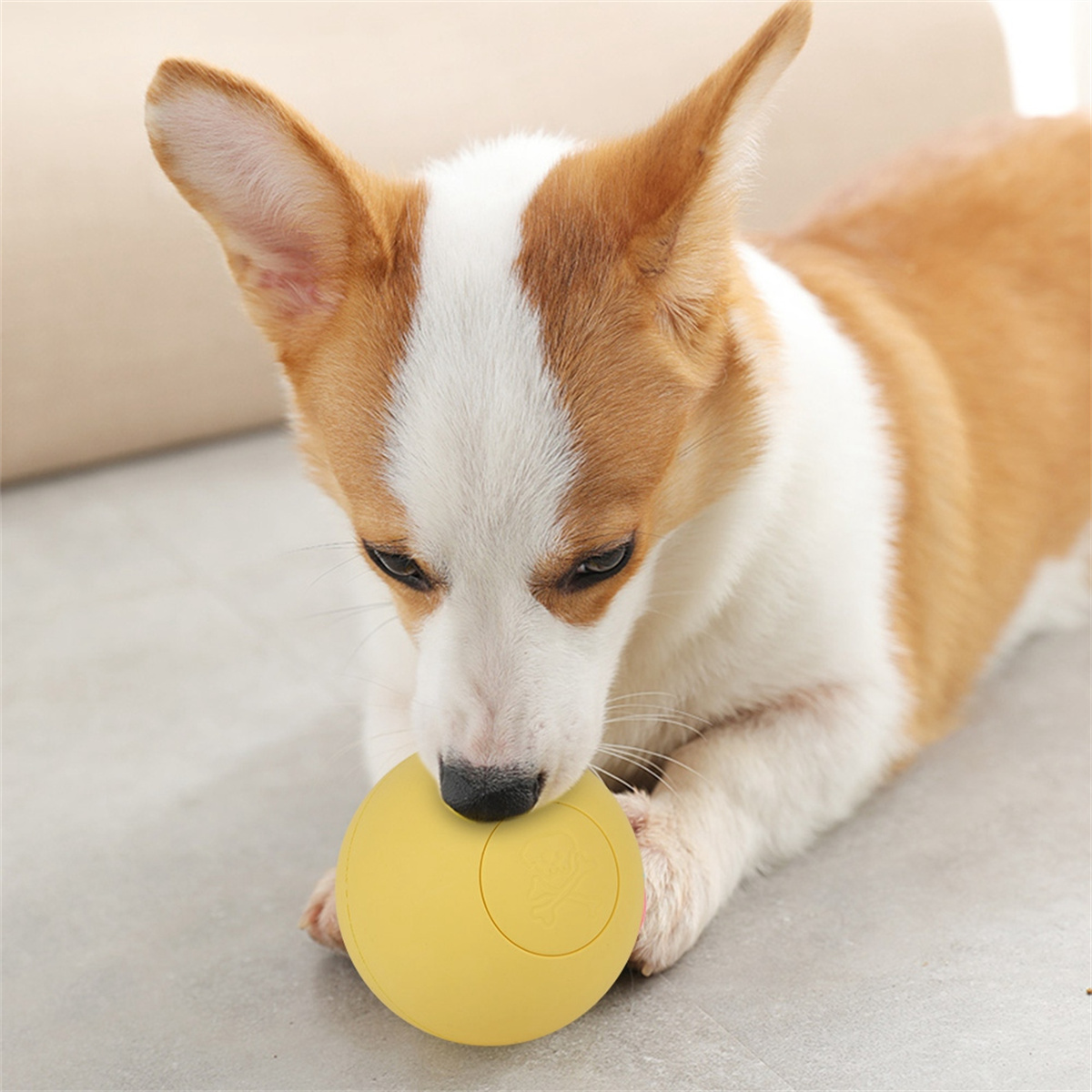 Ein Corgi-Hund spielt mit einem gelben Ball auf einer hellgrauen Oberfläche und schaut hinunter.