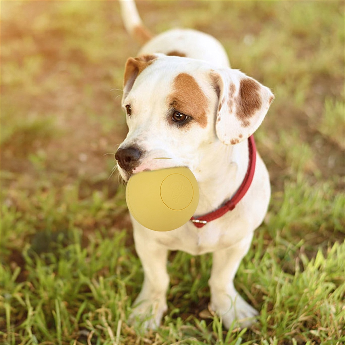 Hund mit gelbem Ball im Maul, rotes Halsband, auf grünem Gras, sonniger Hintergrund.