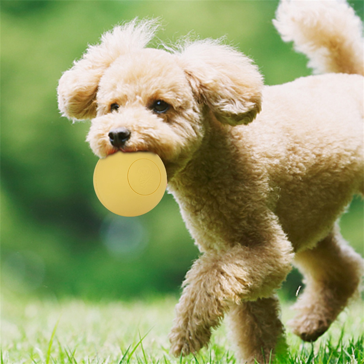 Ein kleiner, hellbrauner Hund rennt auf Gras und hält einen gelben Ball im Maul. Der Hintergrund ist grün verschwommen.