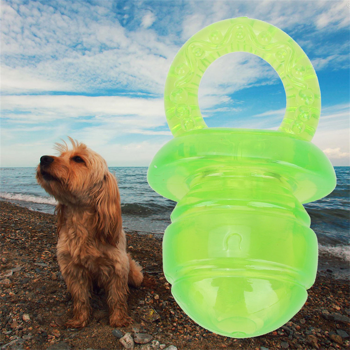 Hund neben grünem Spielzeug am Strand. Blauer Himmel, Wasser und Sand. Spielzeug wie Schnuller.