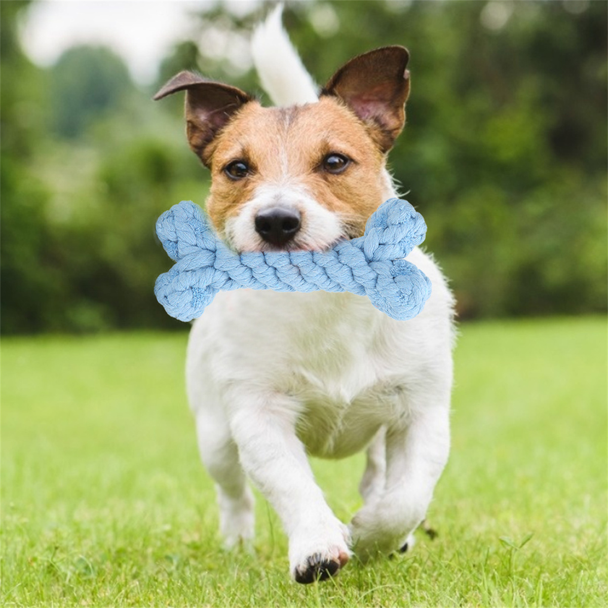 Ein Hund rennt mit einem blauen Knochenspielzeug im Maul. Der Hund ist weiß und braun, auf grünem Gras.