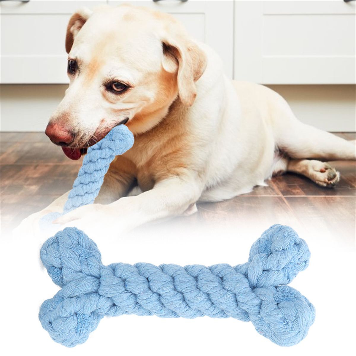 Hund mit blauem Seilspielzeug im Maul. Das Spielzeug ist knochenförmig und auf weißem Untergrund.