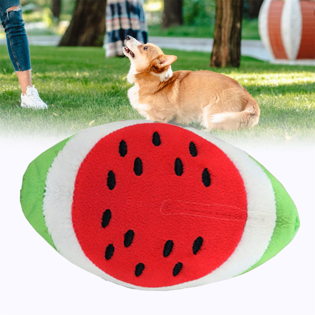 Corgi-Hund, der eine Person ansieht. Ein Wassermelonen-Spielzeug im Vordergrund.