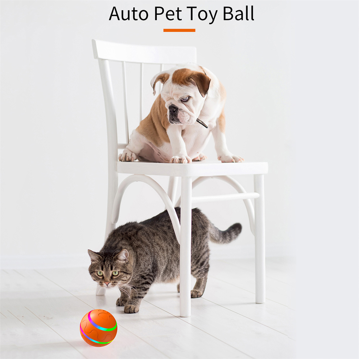 Ein Hund sitzt auf einem Stuhl; eine Katze betrachtet einen Spielzeugball auf dem Boden.