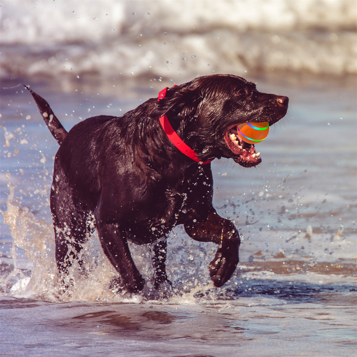 Ein brauner Hund, der mit einem Ball im Wasser rennt. Der Hund ist nass und der Ball ist bunt.