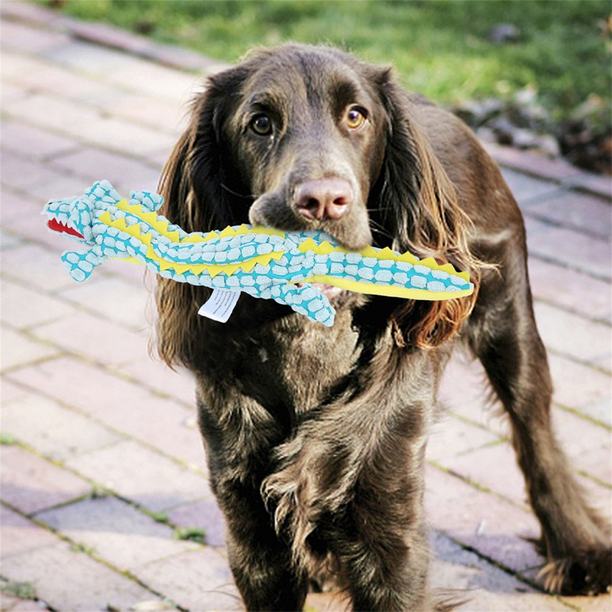 Hund hält Krokodilspielzeug im Maul, Hintergrund im Freien.