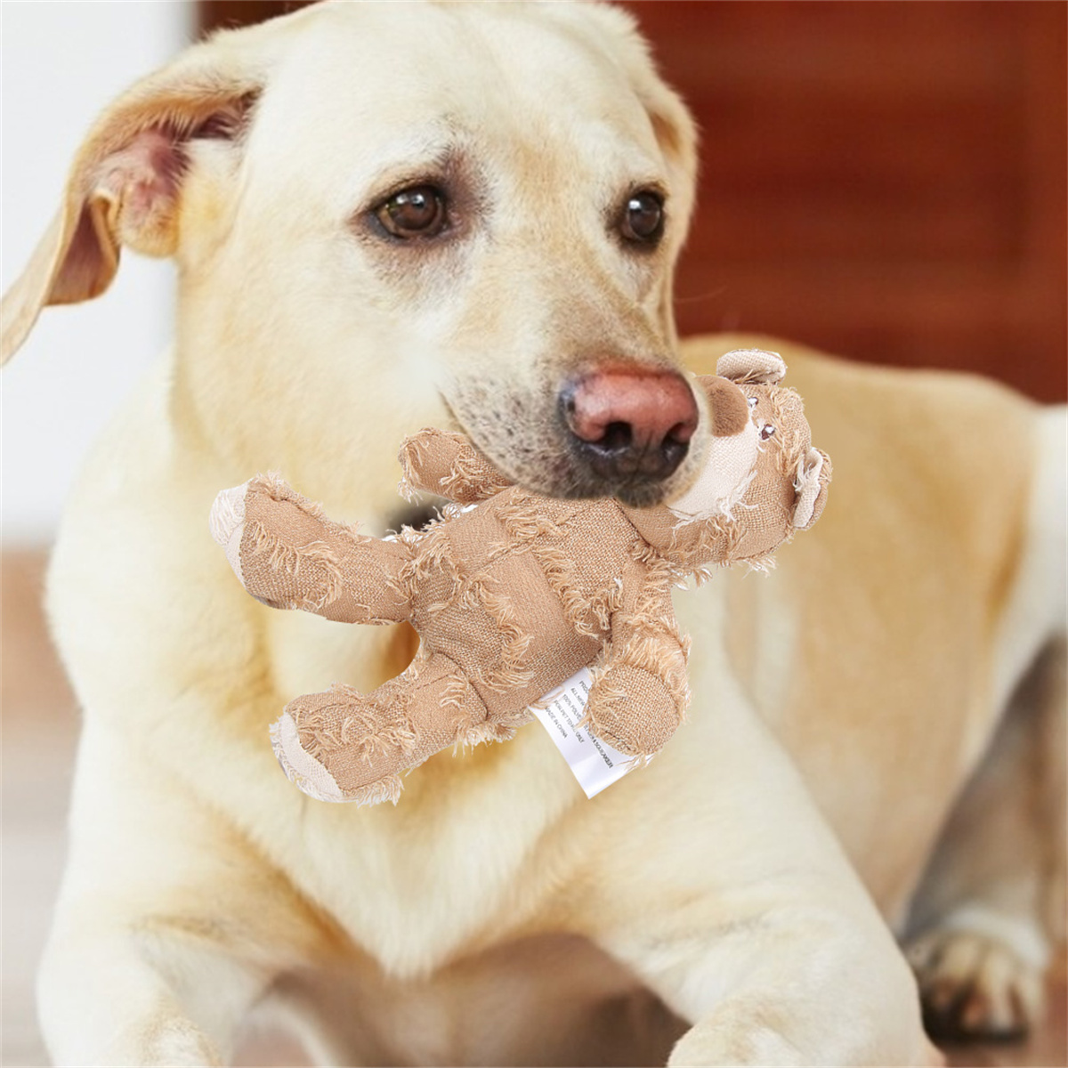 Ein gelber Labrador hält einen abgenutzten, braunen Teddybär im Maul, schaut in den Innenraum.
