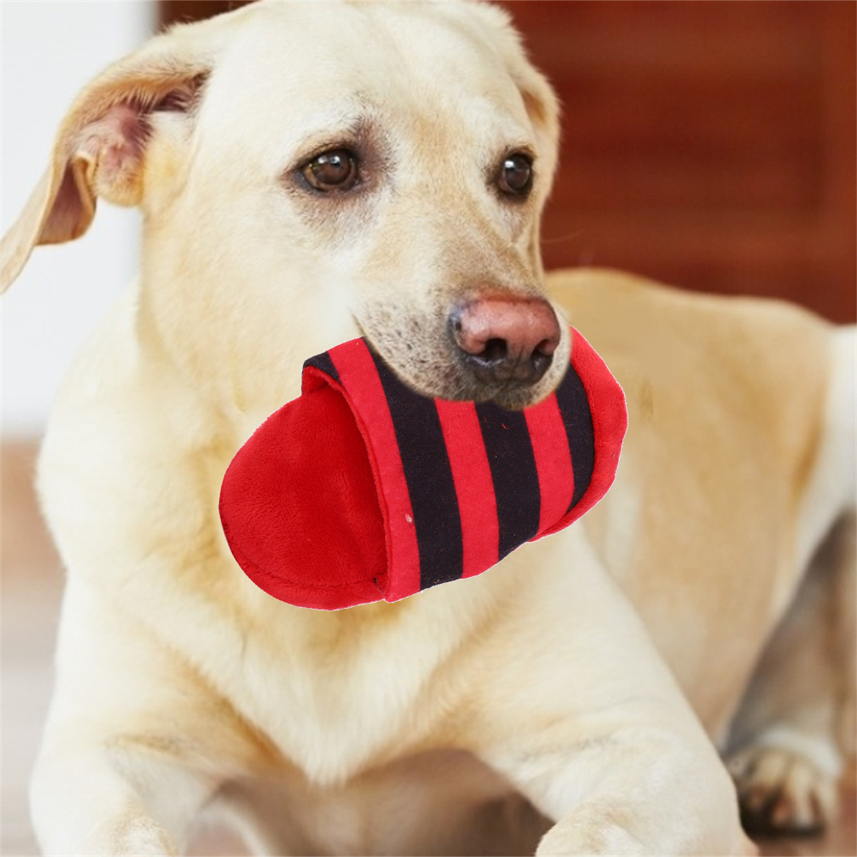 Hund hält ein rot-schwarz gestreiftes Spielzeug im Maul.