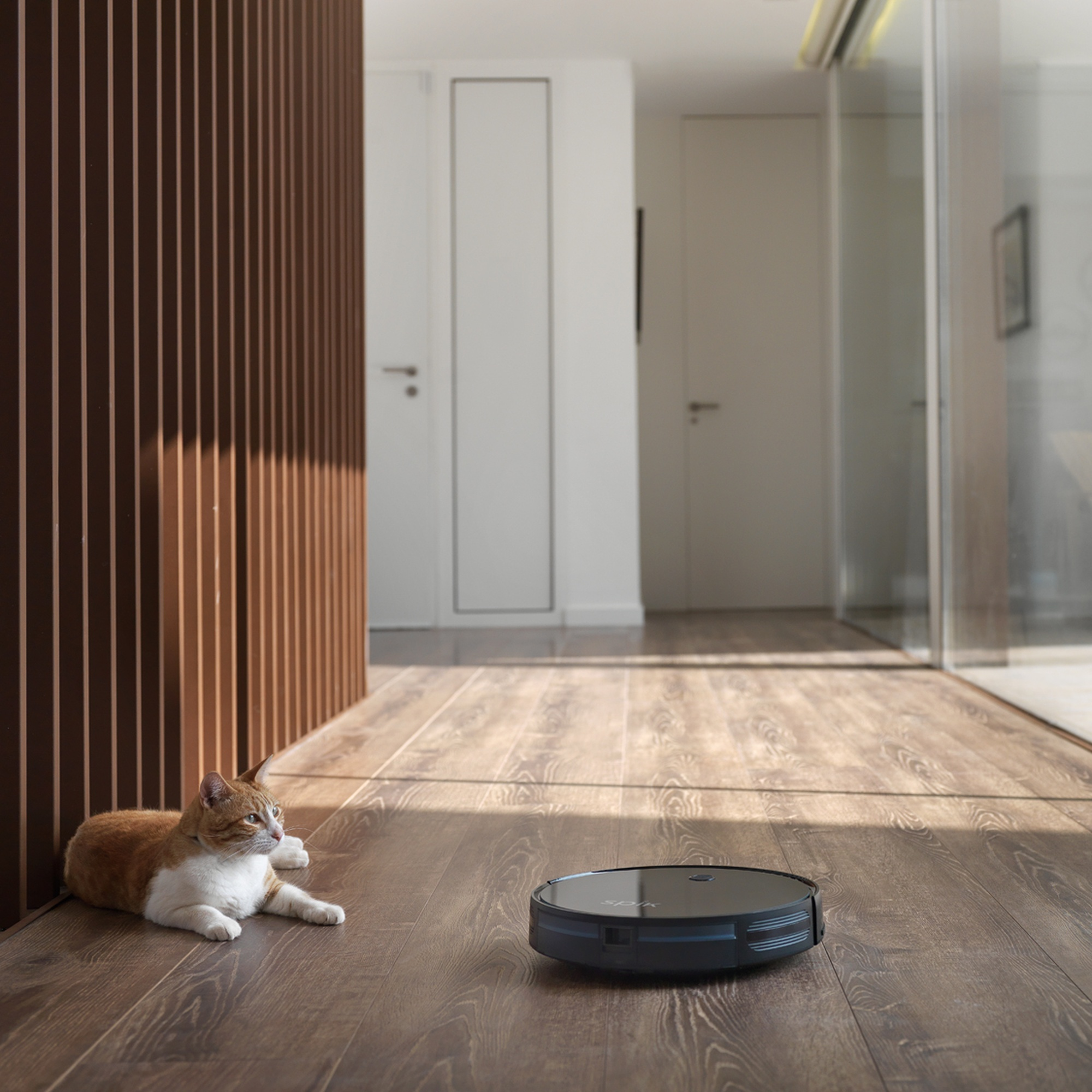 Un gato yace en un piso de madera junto a un robot aspirador, en un pasillo soleado.