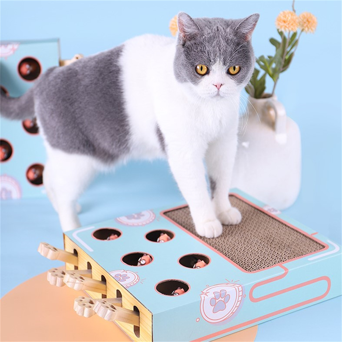 Katze auf Spielzeug mit Löchern, spielt mit Holzstäben. Katze ist weiß und grau. Blaue Spielzeugkiste.