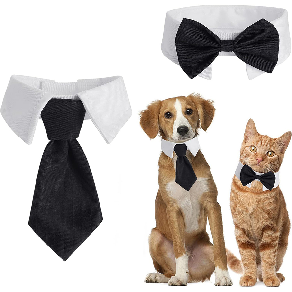 Drei Haustiere tragen Fliegen und Krawatten. Ein Hund und eine Katze sind im Bild.